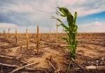 Teaserklimawandel © Kearney Shutterstock